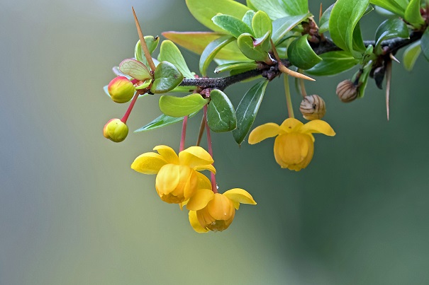 Detalle Flor Calafate Foto G. Paris